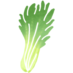 Cicoria